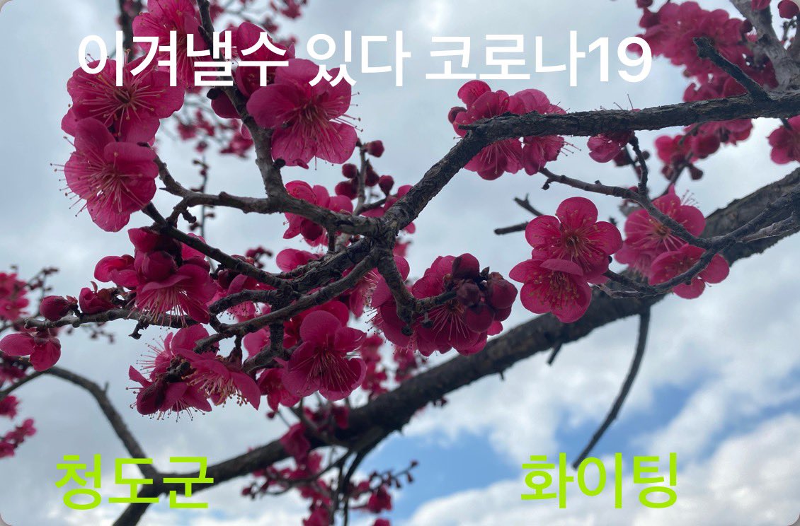 s38695's tweet photo. @charisclinic @longdarong 여기 청도 미통당이 거의 장악했다고 보면 되시고 지금도 민주당 노력하는거 알면서도 빨갱이라 매도 하고 있어 난 안타깝게 생각합니다 https://t.co/YuX0FqWfm1