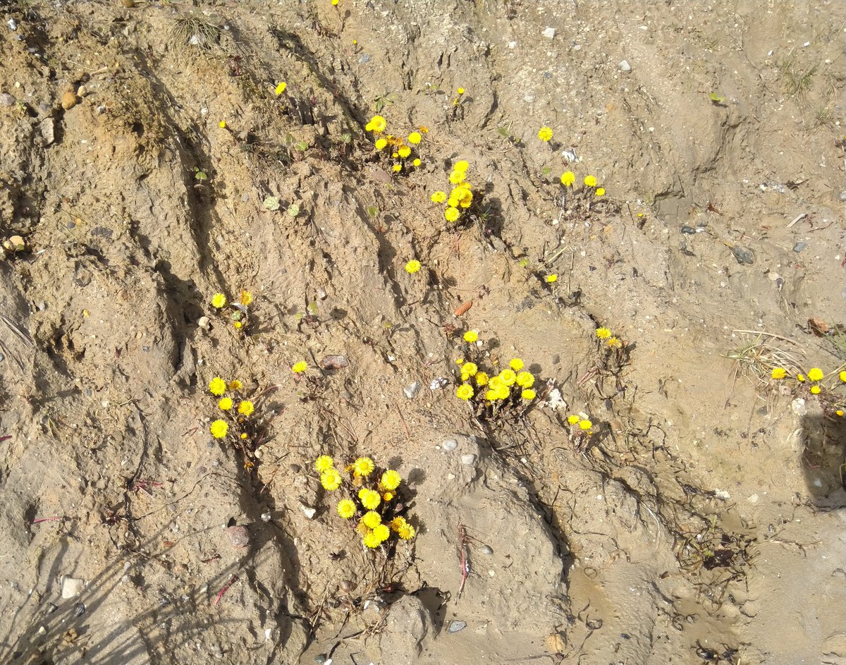 Saltytrees's tweet photo. #Huflattich-Festival und erste Wildbienen... #Groemitz https://t.co/9zFfJWmjVk