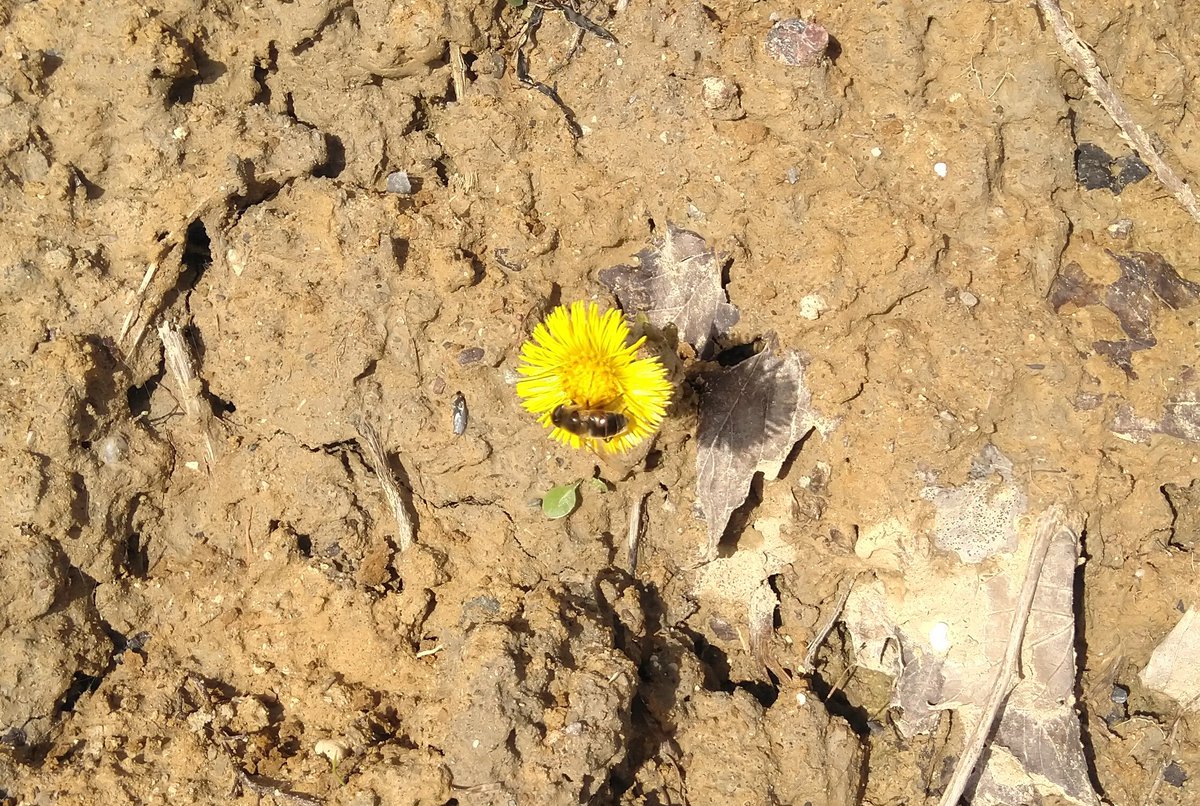 Saltytrees's tweet photo. #Huflattich-Festival und erste Wildbienen... #Groemitz https://t.co/9zFfJWmjVk