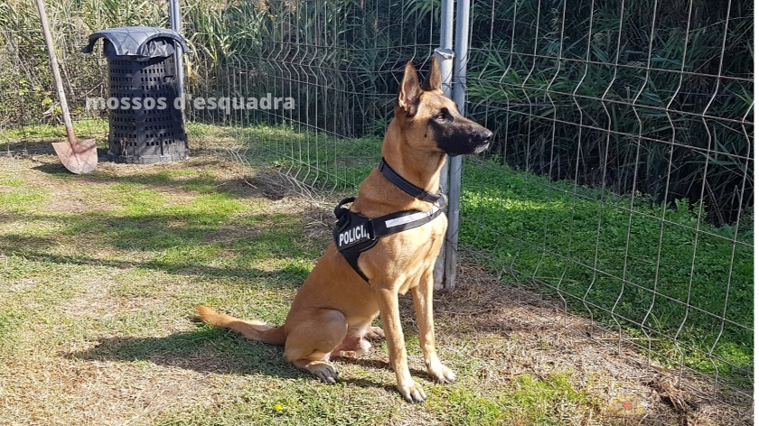 PerrosdBusqueda's tweet photo. FOSTER ha vuelto a nacer... ¡8 pisos! ¡8 pisos!
Más que un perro, ¡es un gato! Hemos hablado con su guía, Francesc que nos ha contado cómo ocurrió.
#mossos #Foster #perrosdetectores #perrospolicia #8 pisos https://t.co/uazSvXXh1r https://t.co/g8cOafr1zd