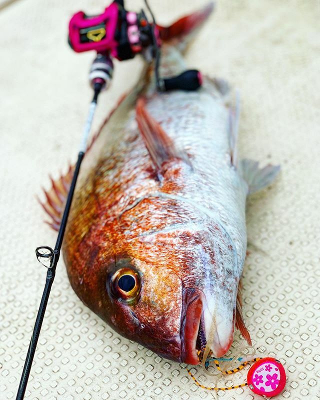 紅牙(ロッド)｜DAIWA 紅牙 タイラバロッド みっぴモデル