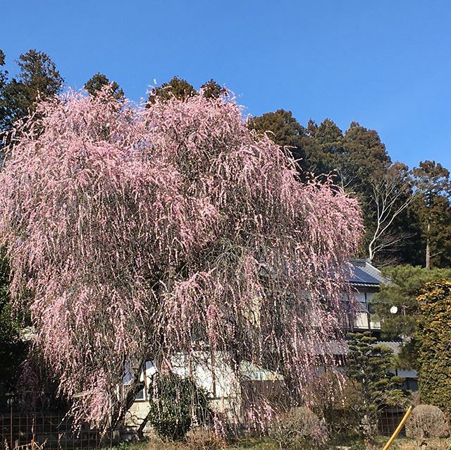 見事な枝垂れ梅

#桜川 #和風 #門毛 #里山 #里山の春 #梅 #春の訪れ #暖かな日 #白梅 #長閑 #桜川市 #梅の香 #枝垂れ梅 #門毛 #茨城県