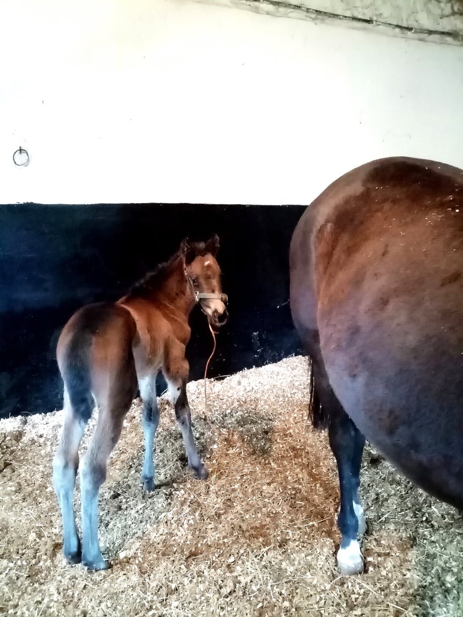 Arrived last night almost three weeks early! Lovely filly out of Order of St. George from @coolmorestud Castlehyde Stud. Mother and daughter doing well #HorseRacing #filly #irishracing