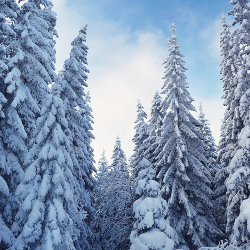 Muchosolfr's tweet photo. Et non, nous ne sommes pas en plein #mois de #décembre mais à la fin du mois de #février, même si la #neige❄️ tombée nous replonge dans la féérie de #Nöel🎄
#WinterNeverEnds #snowday https://t.co/0Xvf5lJ1XY