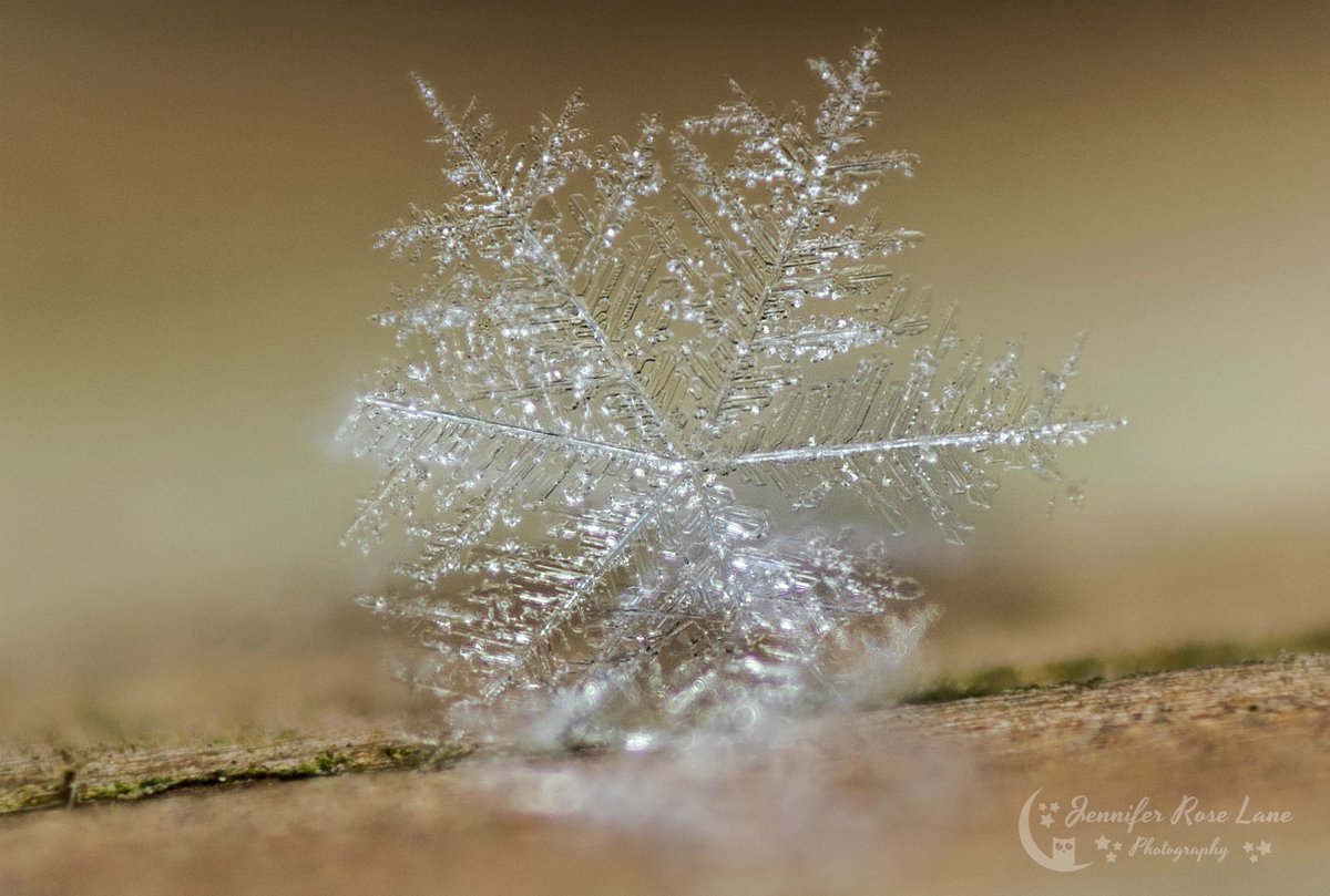 Jens_Starry_Sky's tweet photo. Y'all have a lovely Friday! 🙂💙❄️ #snowflake #snowflakes #macro #cold #winter #weather #pics #photography #MacroPhotography #snowflakepics #WV @StormHour @ThePhotoHour @SnowHour @MacroHour https://t.co/MKuxuiRgF1