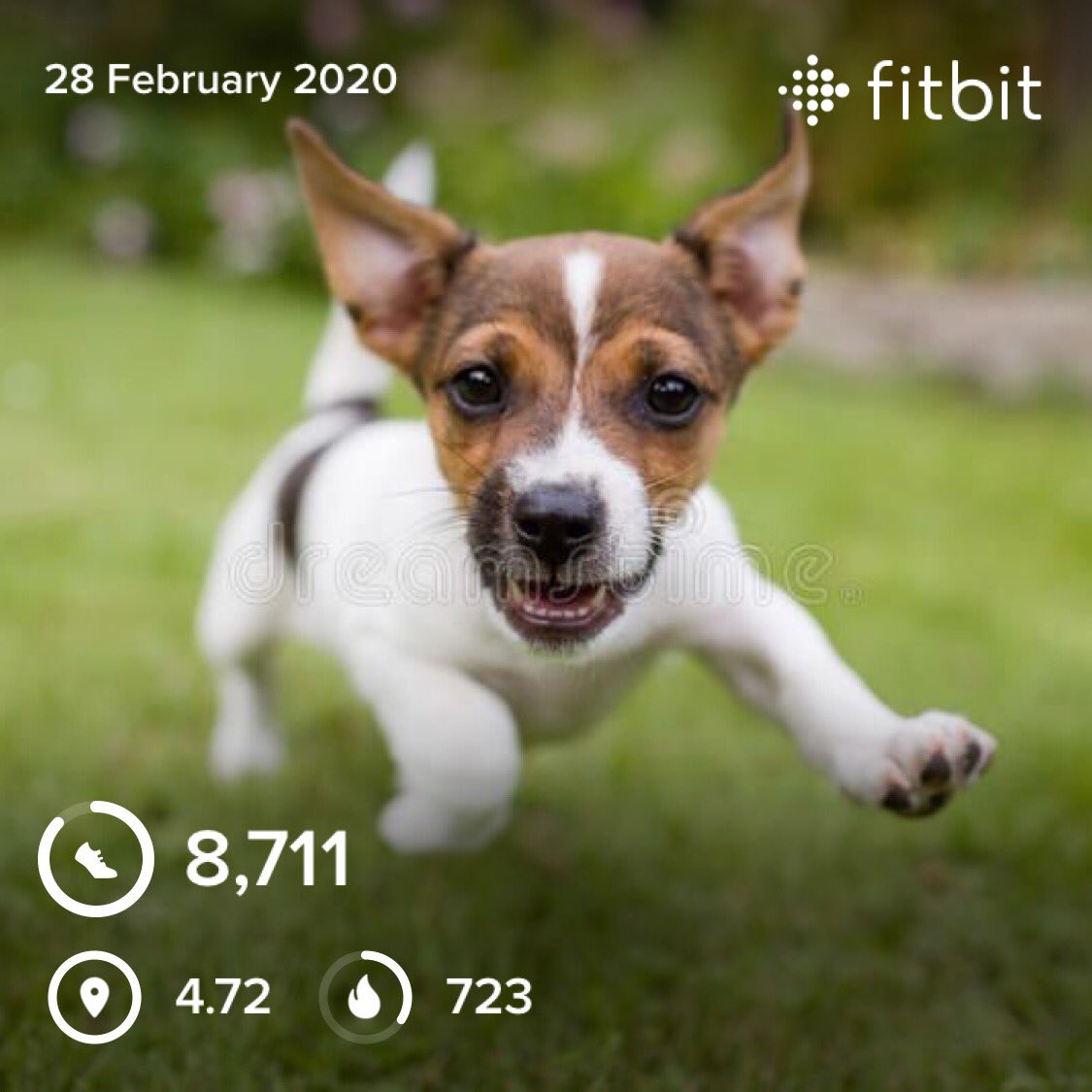 comedyloulou's tweet photo. I love dogs too #fridaysrun #fridayvibes #runningmotivation #running #runsararun #runatyourownpace #runlikeadoggy #fitbitfriday #fitbit https://t.co/Vps4hKyAlT