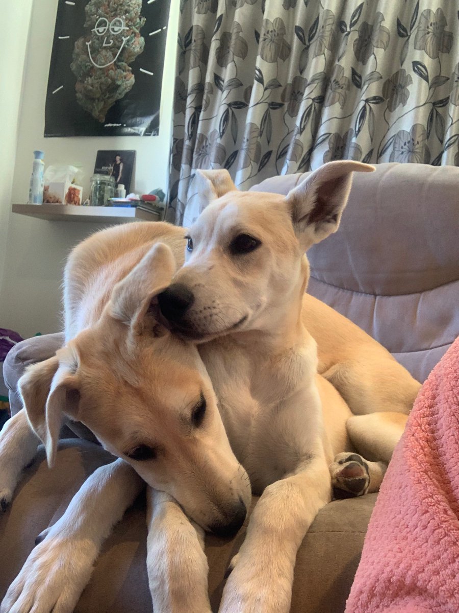 krasfangirrl's tweet photo. So a couple months ago I adopted a puppy, and last week I went back and adopted his brother too! Honestly got so lucky with the two of them 😍😍🐶 https://t.co/oqD7biIrk6
