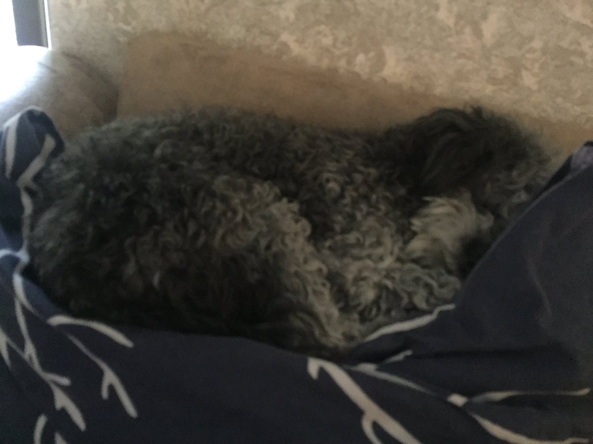 IDumpYourAss24's tweet photo. She really loves sleeping on my pillow... https://t.co/SZqTA4CY93