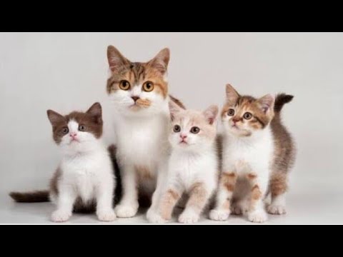 MeowMoeDotCom's tweet photo. Cute #Cats video compilation
 
#Cats #Cat #Kittens #Kitten #Kitty #Pets #Pet #Meow #Moe #CuteCats #CuteCat #CuteKittens #CuteKitten #MeowMoe
 
#petlover #BeautifulCats #CalmingPets #CuteCats #CuteCatsVideos
 
https://t.co/pxGELbE0lu
 
. https://t.co/V2jPovCU1H