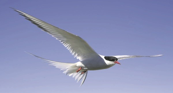 Arctic Terns achieve their extraordinary migration by tailoring their migration routes to benefit from tailwind support while on the move and from food-rich ocean areas during stopovers

doi.org/10.3354/meps13…

#ornithology #seabirds