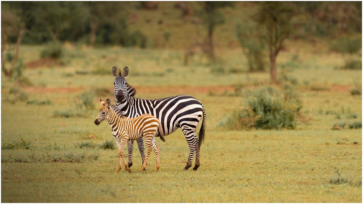 PartnerLtd's tweet photo. Mum and calf zebras on Grumeti green grass, Serengeti National Park

#serengetinationalpark #serengetinationalparktanzania #serengetinationalparks #serengetinationalparktanzaniapark #serengetinationalparksafari #serengetinationalparkgreatmigration #wildlifephotography https://t.co/7luoAp9a66