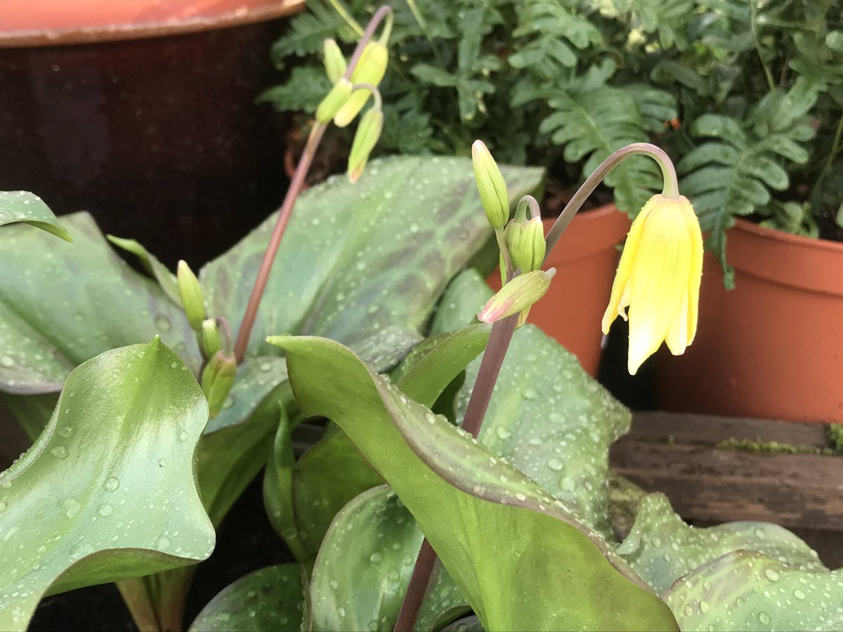 ashnurs's tweet image. Erythronium ‘Pagoda’ joining the party! 
#springdisplay #yellow #bulbs #erythronium #pagoda #garden #plant #springcolour