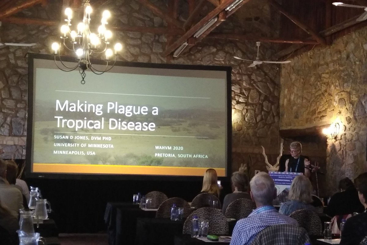 Tracking plague in South Africa. A fascinating account by <a href="/RenSimSusan/">Susan D Jones</a> on how the veld gerbil, its fleas, and relations with humans and agriculture were implicated in human plague outbreaks. #wahvm2020