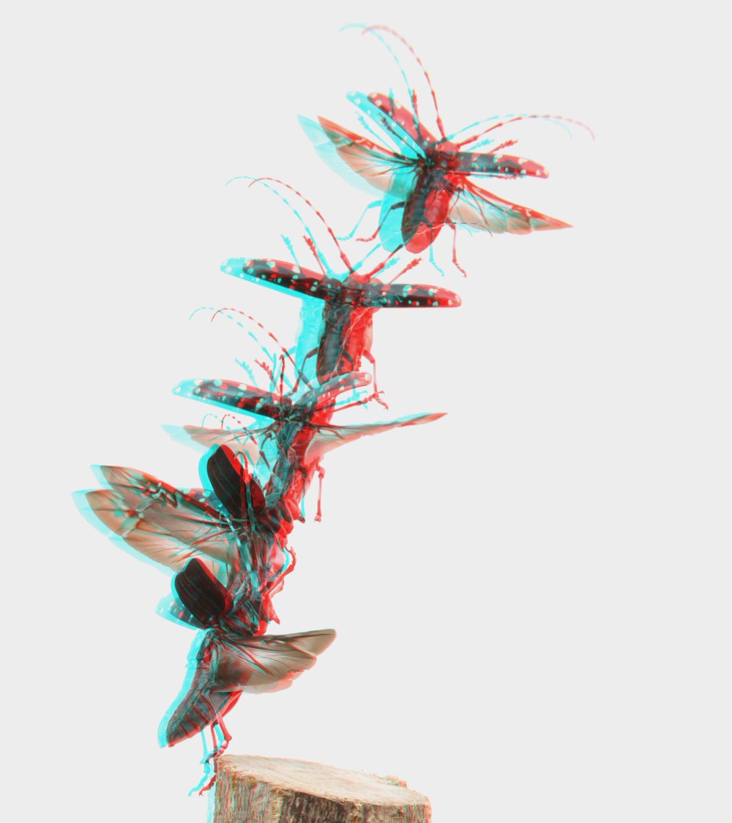 むしみず در توییتر 昔撮ったゴマダラカミキリの飛翔の3d連続写真 平行法 交差法 アナグリフ 以前はただ比較暗合成 しただけだったので 遮蔽関係がおかしなところがあったが 今回はなるべく正しくなるよう手動で切り抜いて合成してみた むしみず در توییتر 昔撮ったゴマダラカミキリの飛翔の3d連続写真 平行法 交差法 アナグリフ 以前はただ比較暗合成 しただけだったので 遮蔽関係がおかしなところがあったが 今回はなるべく正しくなるよう手動で切り抜いて合成してみた