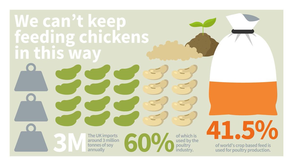 LiveWellFood's tweet photo. As our global appetite for chicken grows, so does the environmental impact of our diet. 

Deforestation is hidden in our chicken – as land cleared to grow soya is fed to our chickens. We need to get deforestation #OffOurPlates @EatingBetter @wwf_uk https://t.co/n0aLmcQvHJ