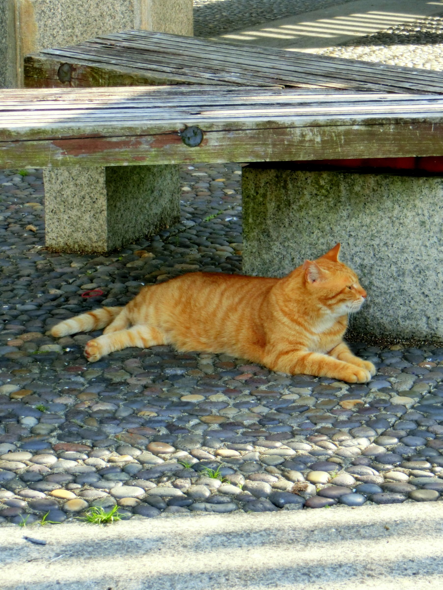 ピンタレスト（Pinterest）ボード（Board)
pin.it/db5w6Ui 
猫（CAT）日本(Japan)  Photo by NO KA
#ピンタレスト #Pinterest