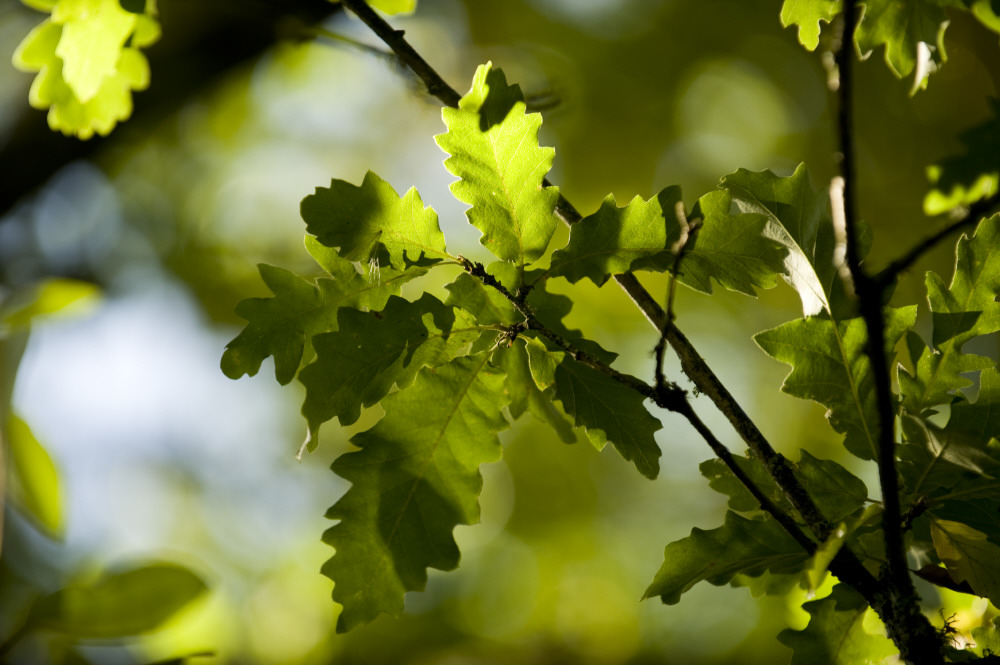 National Trust tweet media