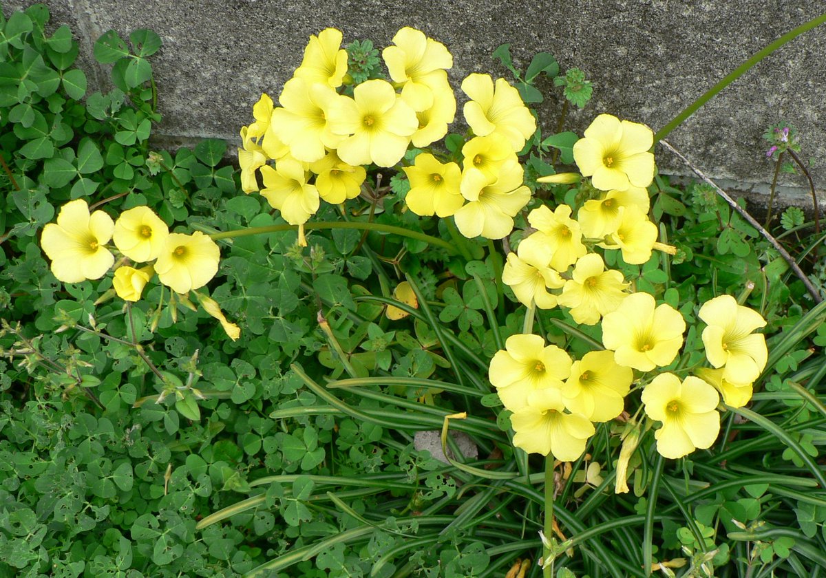 こころんグリーン V Twitter 幼稚園の駐車場の隅に大柄のオキザリスが集まって咲いていました 黄色い大きな花は とても目立ちます オキザリスはカタバミとも呼ばれて 昔からわが国で咲いていたもののようです オキザリスは園芸品種がそう呼ばれてるみたいです