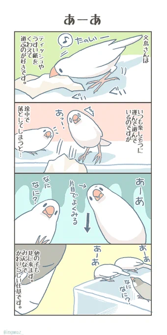 この姿勢がとてもかわいらしいのです。

#buncho #javasparrow #文鳥 