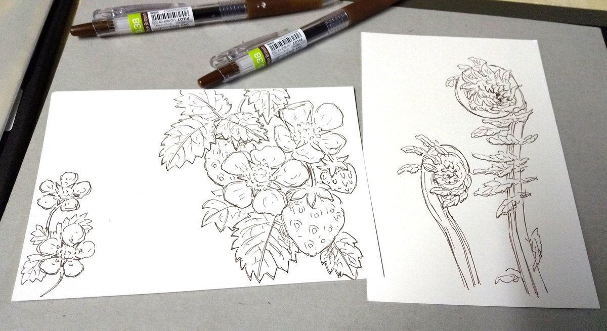 ギャラリーねこい בטוויטר お休みになるかもしれませんが 出張水彩色鉛筆ぬりえ教室でリクエストの苺 花つき とこごみを描きました 高齢者向け施設なので植物系が喜ばれます こごみはよく見ると魔法少女のステッキみがありますね 後で色を塗ります イラスト