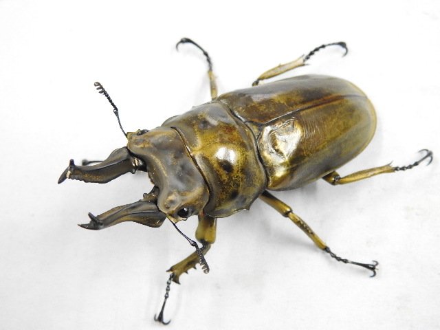 クワガタ カブトムシ専門店 ドルクスグッズ Auf Twitter Hpの入荷情報を更新しました 先日入荷のインドネシア便の他 少数入荷の フィリピン便やブリード物の生体などクワガタ種が入荷してます