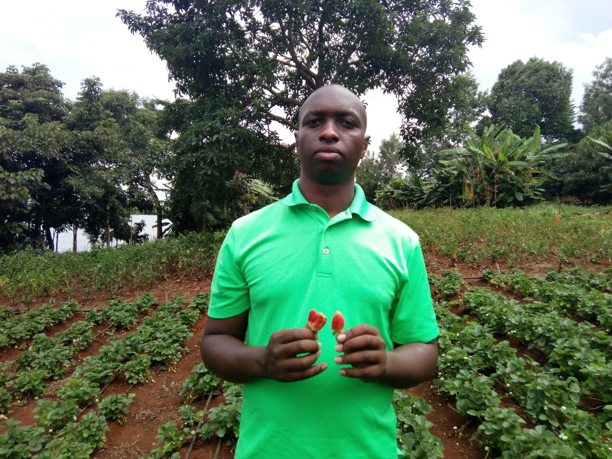 mkulimayoung's tweet photo. Growing #youth unemployment, ageing farmers and declining crop yields mean engaging youth in #agriculture should be a priority.

Africa has the highest number of youth and the most fertile soils, the two combined could be a force to promote agriculture development.
#MkulimaYoung https://t.co/eUkwcElA2K