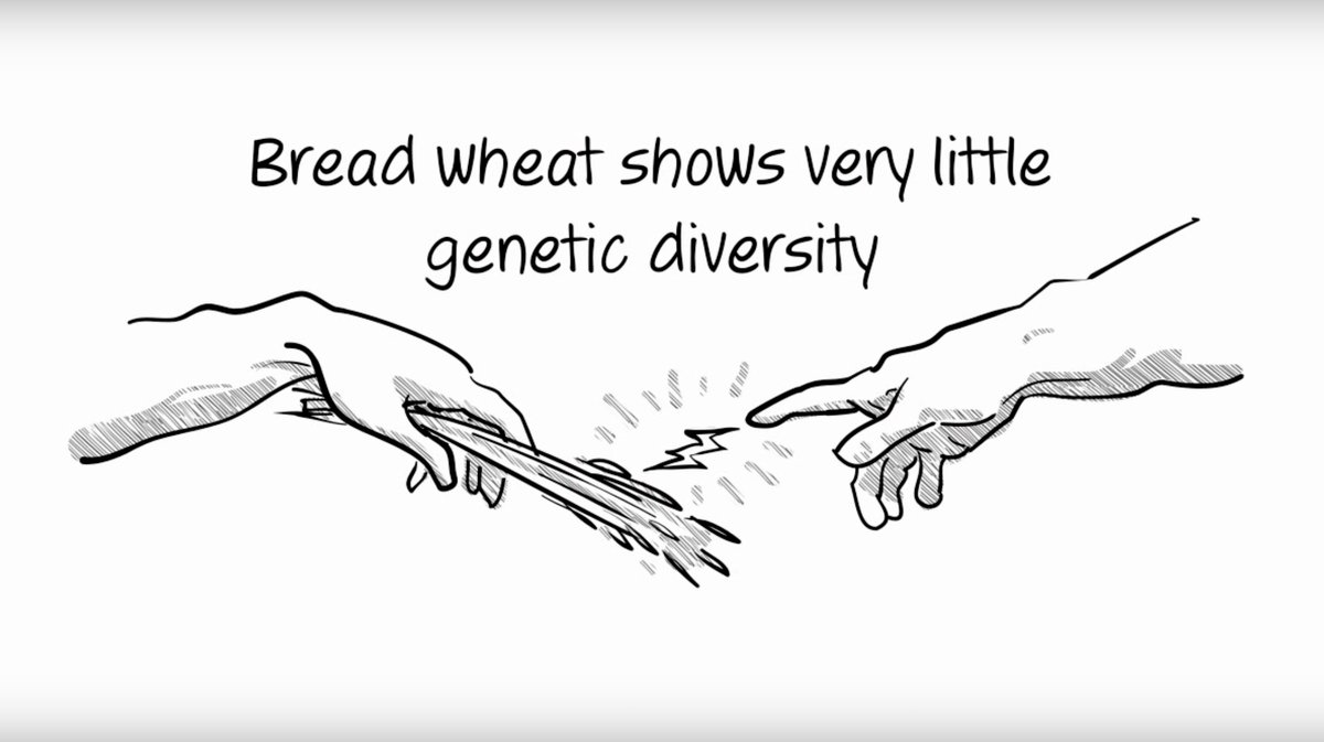 Did you know diversity is a problem in the plant world too?! Hear the story of how Cambridge helped address this problem at the next madeincambridge.org
