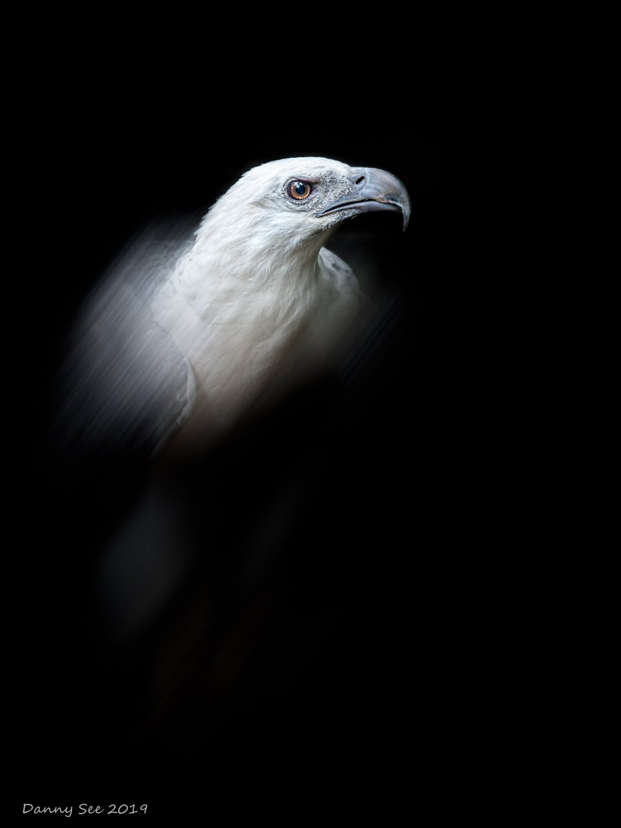 dannyscs's tweet photo. The Eagle will rise up again! #MahathirMohamad #Anwaribrahim #PH #AgongKita #YDPA #NewMalaysia #GE15 #IstanaNegara #Agong #YDPA #Malaysia #art #blackandwhite #blackandwhitephoto #bnw_captures #bnwphotography #monochrome #ThePhotoHour #DailyPhotoRTG @Nphotomag @yourDSLR https://t.co/29a1vgsdfQ