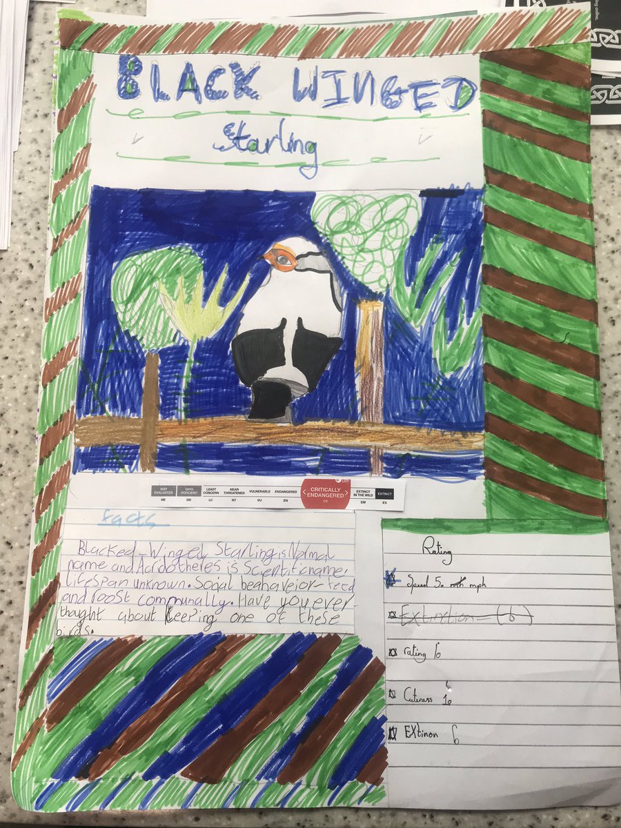 mr_powell14's tweet photo. @chesterzoo What do you think of these Top Trump style cards to start our Songbird project off at @WW_Buckley ? The children can’t wait to help save these beautiful songbirds! 😊 #SongBirdProject https://t.co/zYN8RP65GY
