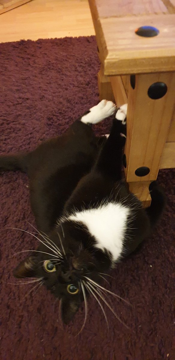MaxingtonCat's tweet photo. I'm a little bit excited that it's Friday... dancing around the house like I've just won the week! #dancer #funny #poser #CatsOnTwitter #catsoftwitter #catoftheday #blackandwhitecat #rescue #cats #motivation #playful #catsprotection #friyay #friday https://t.co/jfxaR3la1w