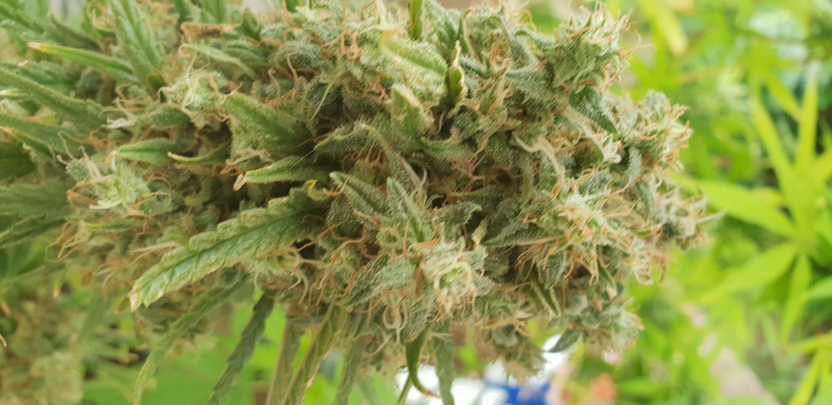 CannaBizArt's tweet photo. Lilac cookies. From Ethos genetics. Taking forever to finish. Week 10 or 11 of flowering. Should we cut it today or not?
#legalcannabis
#privateuse
#notforsale https://t.co/pRYfG5RWjU