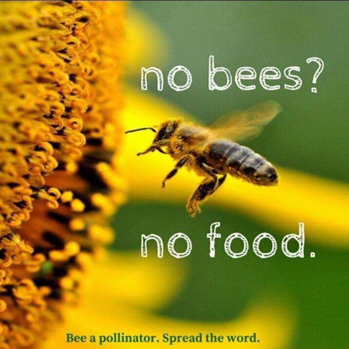charles_hajj's tweet photo. Nohad Bou Jaoude
#لا_للمبيدات_السامة
#احموا_النحلة
#Stop_Pesticides
#Save_the_BEES https://t.co/WsMjOMLgzr