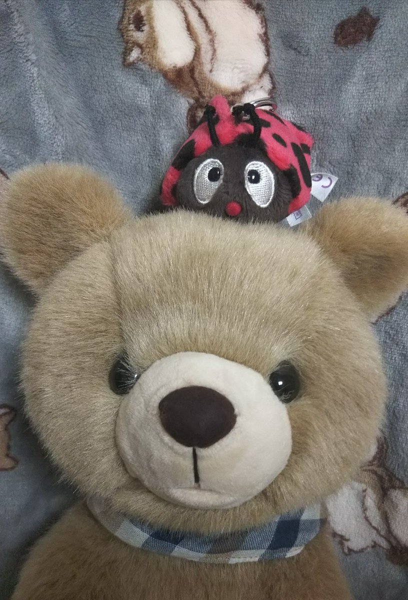 くまちゃんにてんとう虫を乗せて遊んでたら母に くまちゃんが怒ってるよ と注意さ イマイマキのイラスト