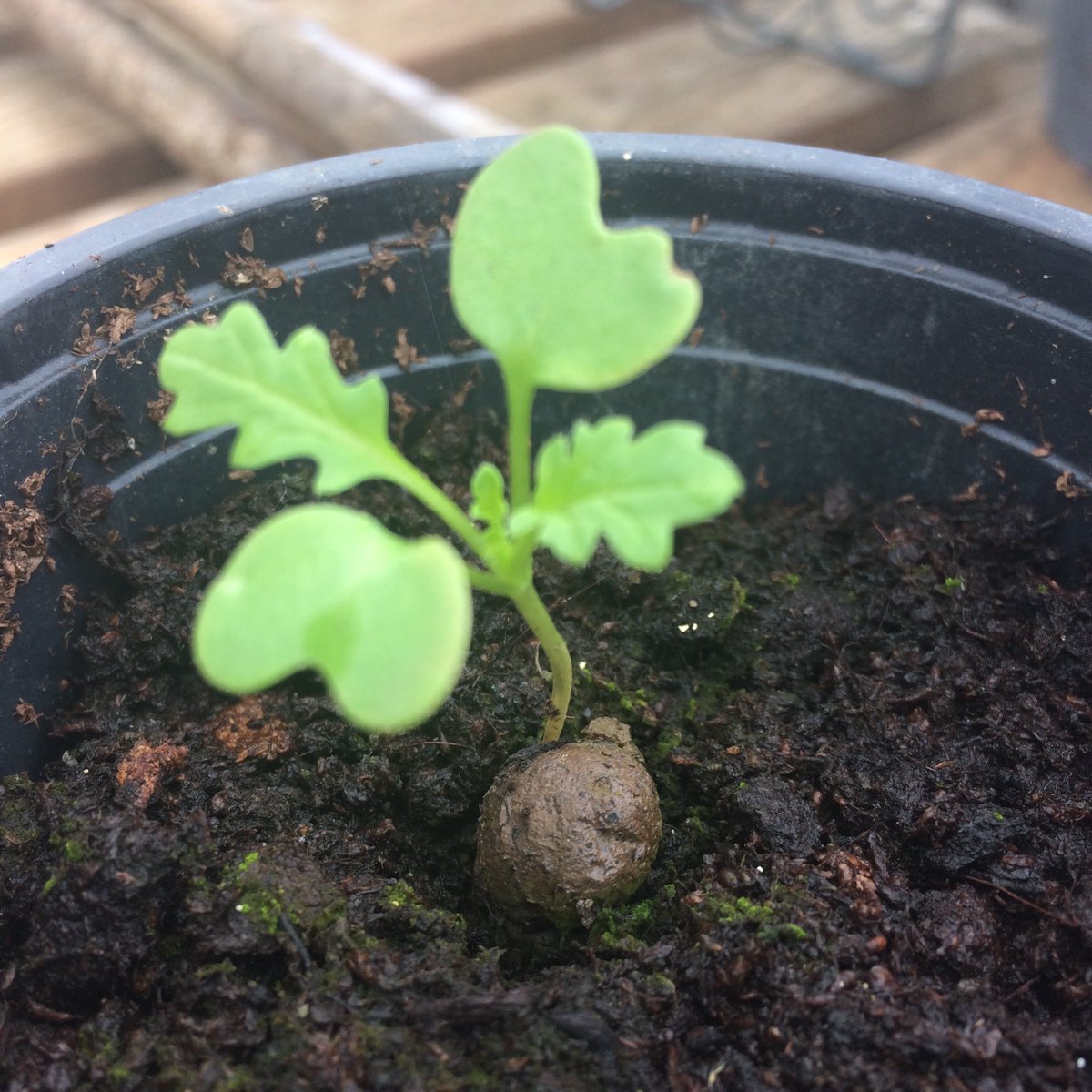 seed_ball's tweet photo. This little Seedball is rocket! 🚀  Grow your own easy peasy with our Salad Mix 
#growyourown #saladrocket https://t.co/pTwpzUYSfE