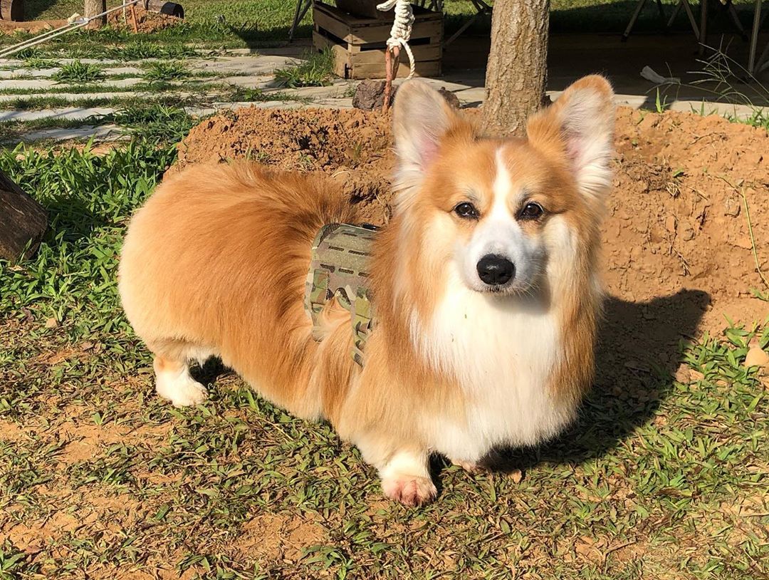 kiloninerpets's tweet photo. Our dear member @lamni_corgi from ๐น๐ผ๐น๐ผ๐น๐ผ
Before weekend, let's last patrol together๐๐
.
#mlitary#singaporedogs#sgdoglove#doggieupdates#woofnation #dogsofinstasg #dog #dogsofinstagram #dog_features #singaporespecials #singaporespecialsofinstagram#instadogs https://t.co/AS5ktICq3M