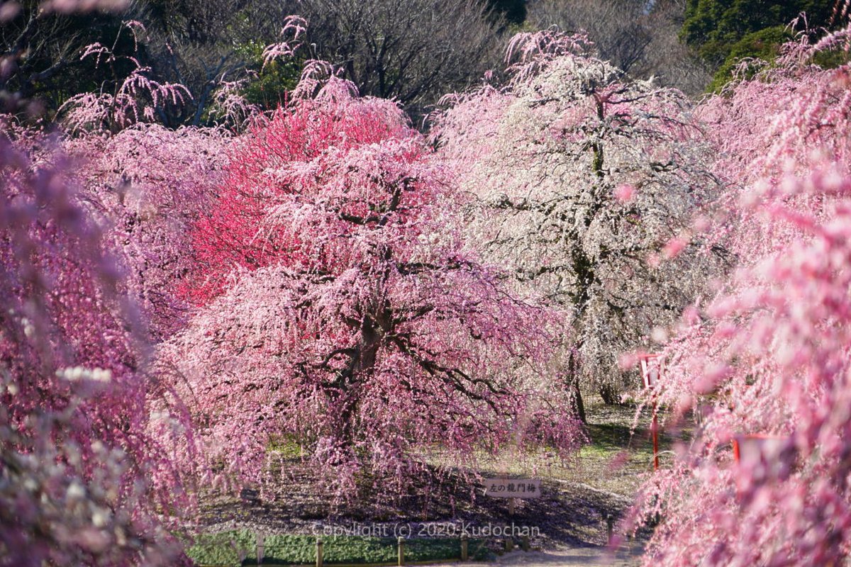 鈴鹿の森庭園 鈴鹿の森庭園