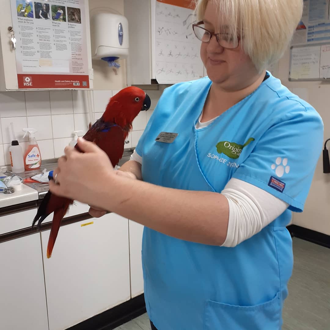 OriginVets's tweet photo. This lovely pair came in for a health check and a beak and nail trim with our vet Dr Sophie Jenkins.
Do you know what parrot species they are? Do you know which is female and which is male? 
#exoticvet #parrots #harrisonbirdfood #nutriberries #lafeber https://t.co/quoDIKclJL