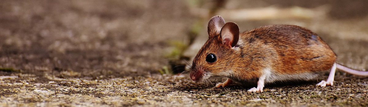 FolkloreThurs's tweet photo. #Children's #Teeth and the Mice That Take Them by @CatHellisen ... #ToothFairy #NationalToothFairyDay #toothmouse
https://t.co/d4OSFdlYga https://t.co/y1BwZxfM5v