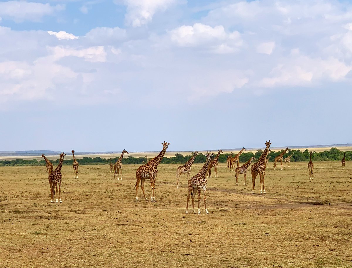 How many giraffes 🦒 can you count ? @richardscampgiraffes #dreamcometrue #africaanimals #travel #luxurysafari #safari #africansafari #africa #masaimara @MasaiMara_Kenya #giraffas