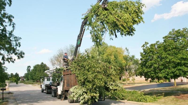 FOREST HILL FORESTRY provides tree site cleanup services after the removal of the trees, trimming or pruning. Call <a href="/FHForestry/">Forest Hill Forestry</a> at +437 776 4172 now.
foresthillforestry.com/tree-site-clea…