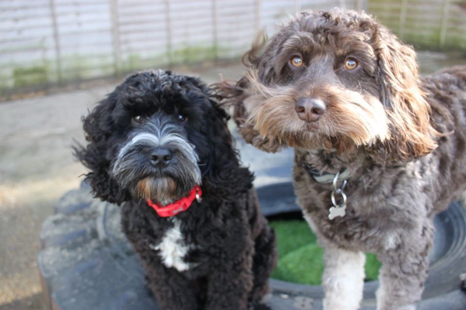 camptailsbse's tweet image. Camp Tails have arrived !(unfortunately no dogs were allowed to come with!) #sbs #sbsevent2020 #sbsevent