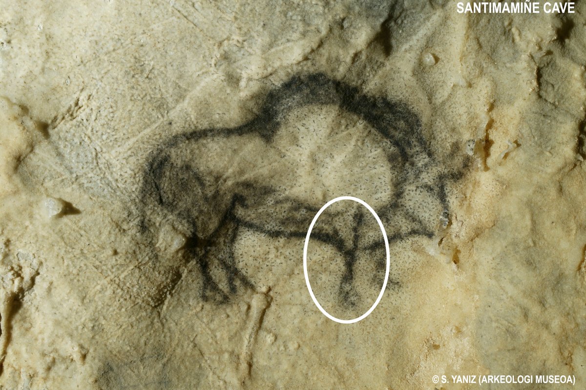 PreGraphity's tweet photo. @GarateDiego @jorios @Lekeitio_Udala @BizkaiaKultura or to represent the starting of the front legs in bisons, with an angle, present in caves like #Covaciella (192 km), #Santimamiñe (11 km), #Ekain (23 km) or #Niaux (340 km). #recentMagdalenian #rockart #BeforeArt https://t.co/25PZAtPxBg