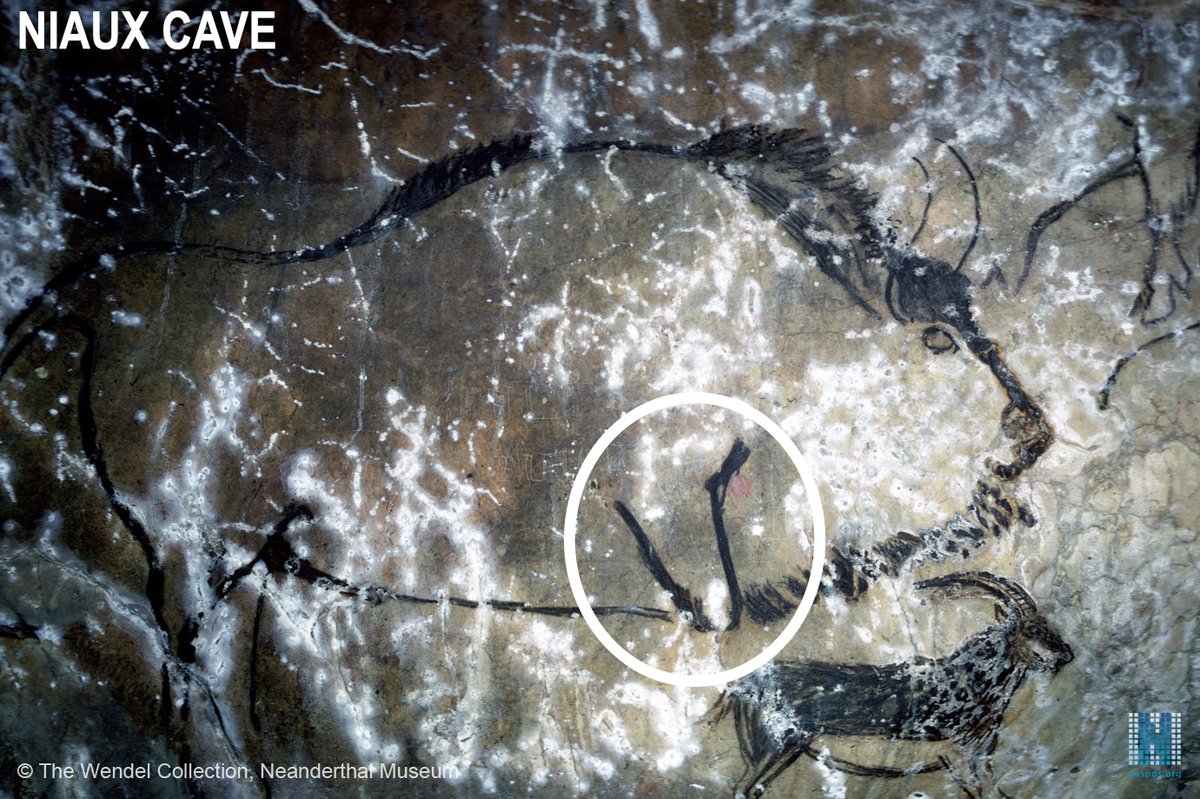 PreGraphity's tweet photo. @GarateDiego @jorios @Lekeitio_Udala @BizkaiaKultura or to represent the starting of the front legs in bisons, with an angle, present in caves like #Covaciella (192 km), #Santimamiñe (11 km), #Ekain (23 km) or #Niaux (340 km). #recentMagdalenian #rockart #BeforeArt https://t.co/25PZAtPxBg
