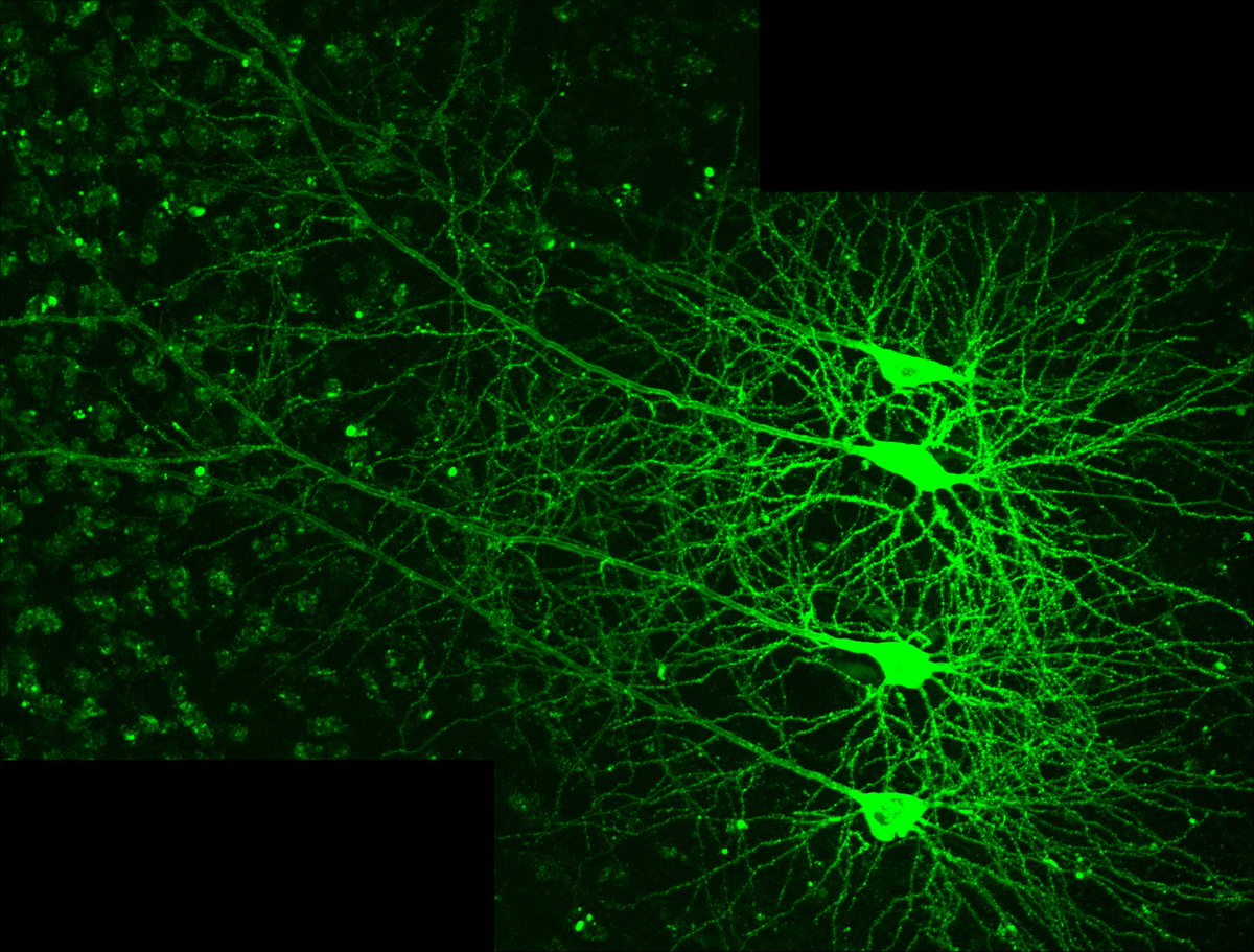 Hey @JWietek, how about that for #FluorescentFriday ?