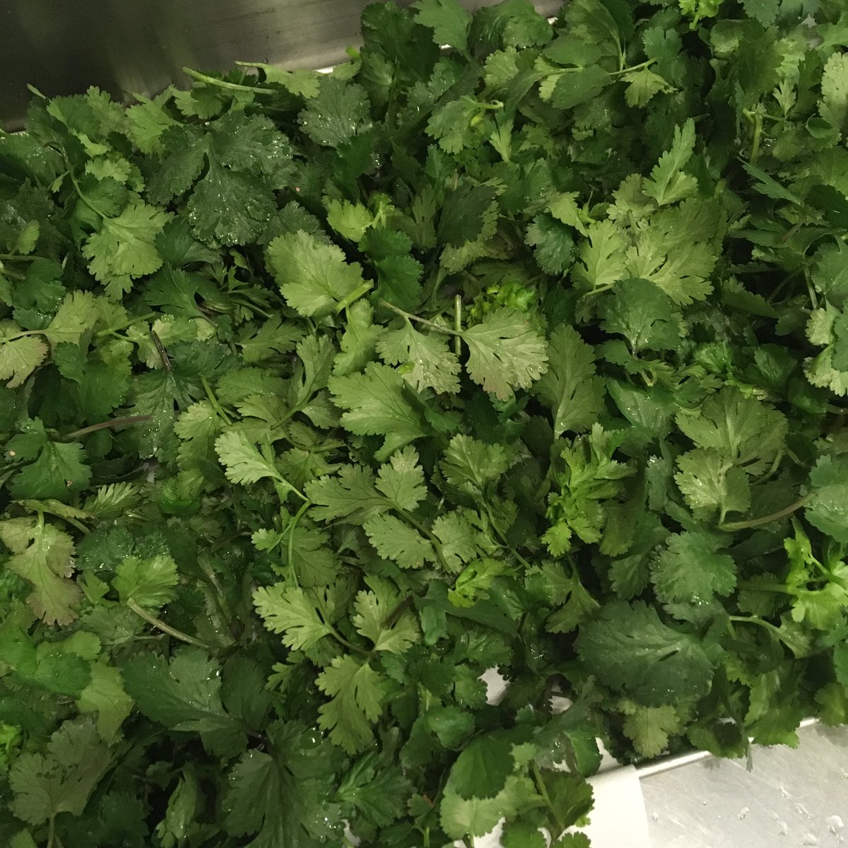 自家栽培パクチー