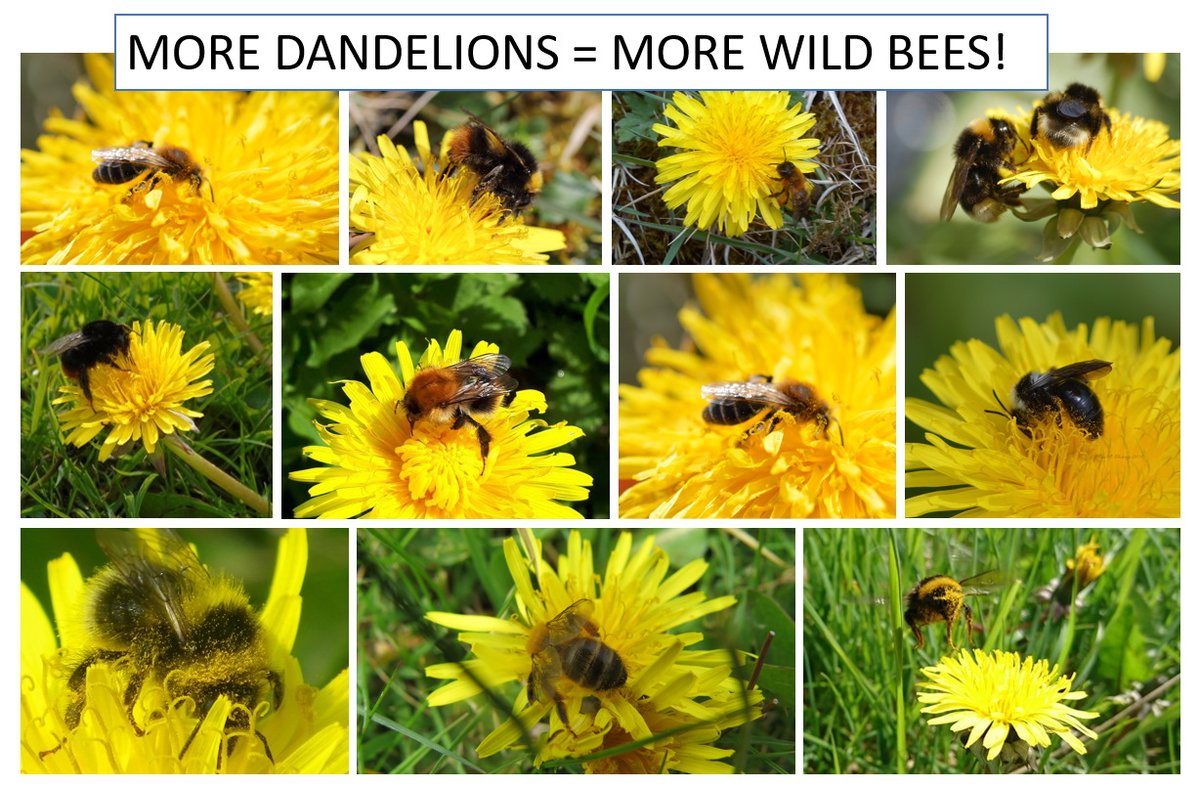 PollinatorPlan's tweet photo. Dandelions - a cheerful sign of spring and gold dust to wild bees. If you can tolerate a few - look how much good you'll be doing! #AllIrelandPollinatorPlan @DandelionsBee https://t.co/e9NhHFxE6c