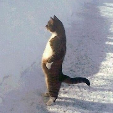 sugamonstre_Inc's tweet photo. 🐱🐱 https://t.co/h5sRsp4axR