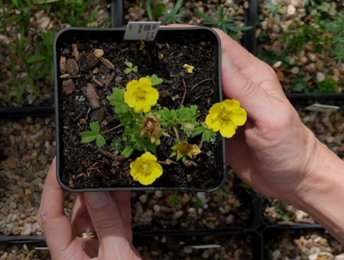 PlantNetwork's tweet photo. Promoting Excellence in Horticulture Conference at @TheBotanics - full programme, including a NEW TOUR, all available on the conference website: https://t.co/eo9bxuW0tt

Booking closes at 5pm on 6th April 2020 or earlier if fully booked - places are filling up fast!

#PEH2020 https://t.co/twttQLF97D