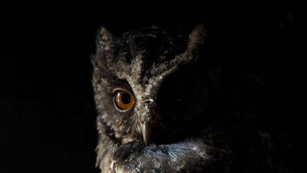 FoxHoundsHotel's tweet photo. Let the sound of the owls lull you into a deep sleep in our comfortable bedrooms under a sky where you can actually see the stars! ⭐⭐⭐

#devonhotel #greatnightsleep #devon #lovedevon #enjoydevon #discoverdevon https://t.co/A2LXHqY1Kp