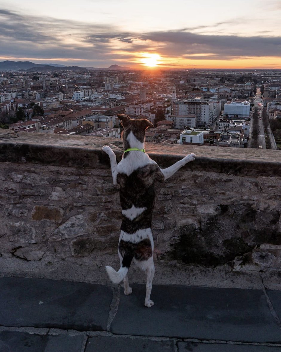 Personne ne peut résister au magnifique coucher de soleil depuis les remparts de  la ville haute ! 🐶😍

📍 Les remparts de la ville haute
📷<a href="/stallalpina/">Davide Carminati Jr</a>

#visitbergamo
#bergamojustamazing
#enLombardie